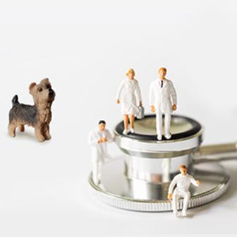 Accord Animal Health: dedicated to improving the health and wellbeing of companion animals.